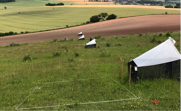 Entomologische Studie auf einer Wiese